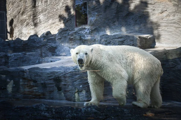 Urso Polar Zoológico Animal Cativeiro Urso Norte — Fotografia de Stock