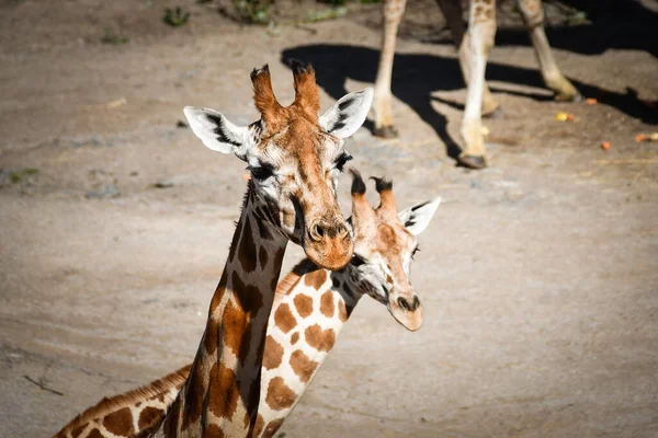 Girafe Angolaise Giraffa Camelopardalis Angolensis Également Connue Sous Nom Girafe — Photo