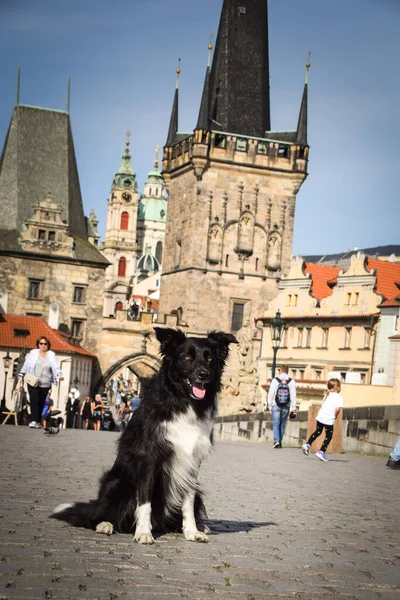 Sınır çobanı köprüde oturuyor. Prag 'ın merkezindeydi. Çok sabırlı bir model..