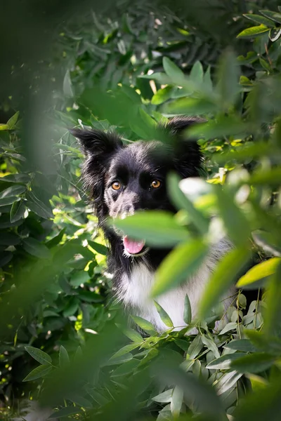 Jesienna Twarz Trójbarwnego Collie Granicznego Jest Taki Słodki Liściach Taką — Zdjęcie stockowe