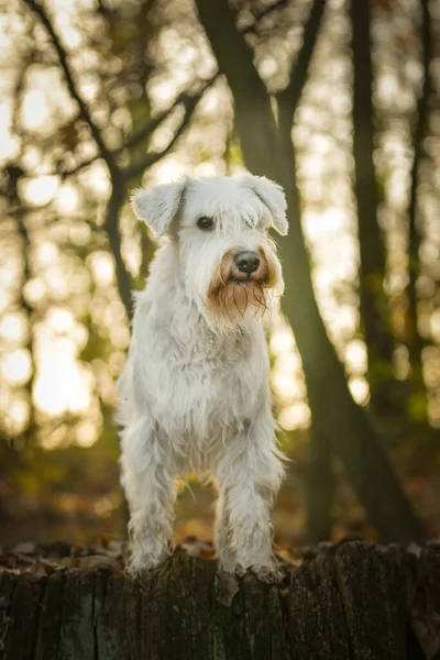 Schnauzer Está Floresta Portret Outono — Fotografia de Stock