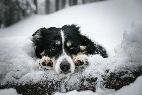 雪の中の森の中には三色の境界線が横たわっている 彼はとてもふわふわの犬だ — ストック写真