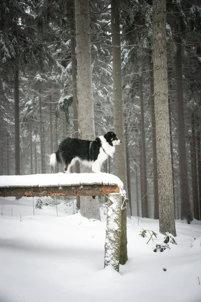 Tricolor Border Collie Está Pie Bosque Nieve Perro Muy Esponjoso — Foto de Stock