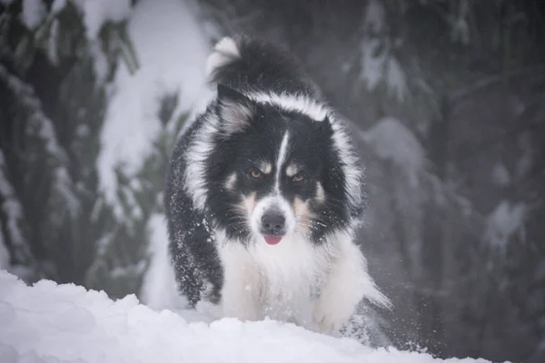 Tricolor border collie is running in the forest in the snow. He is so fluffy dog.