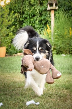 Border collie sahada koşuyor. Dışarıda çok komik..