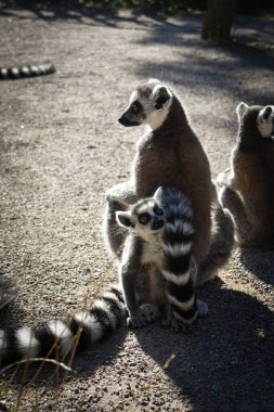 Lemur Kata yerde bulduğu çimenleri yiyor..