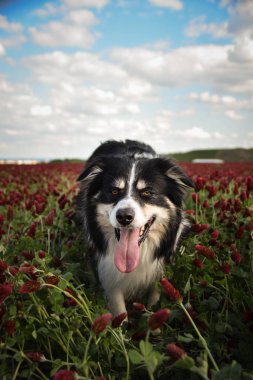 Border Collie, Crimson Clover 'da duruyor. Çok komik bir yüzü var, gülümsüyor.