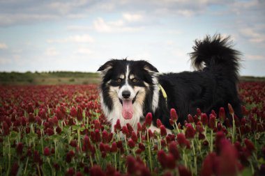 Border Collie, Crimson Clover 'da duruyor. Çok komik bir yüzü var, gülümsüyor.