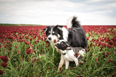 Sınır çobanı kırmızı yoncayla koşuyor. Çok komik bir yüzü var, gülümsüyor.