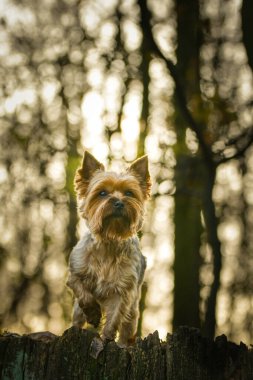Yorkshire ormanda oturuyor. Sonbahar portresi..