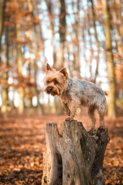 Yorkshire ormanda duruyor. Sonbahar portresi..