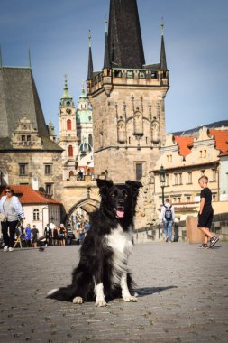 Sınır çobanı köprüde oturuyor. Prag 'ın merkezindeydi. Çok sabırlı bir model..