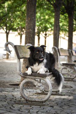 Sınır çobanı bankta yatıyor. Köpek Prag 'da şehir merkezinde..