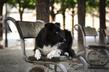 Sınır çobanı bankta yatıyor. Köpek Prag 'da şehir merkezinde..