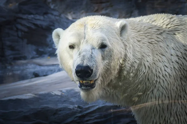 Orso Polare Allo Zoo Animale Cattività Orso Boreale — Foto Stock