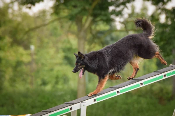 Çeviklik Dengesinde Bir Köpek Czech Çeviklik Yarışmasında Harika Bir Gün — Stok fotoğraf