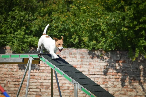 Dog in agility balance beam. Amazing day on Czech agility competition. They are middle expert it means A2.