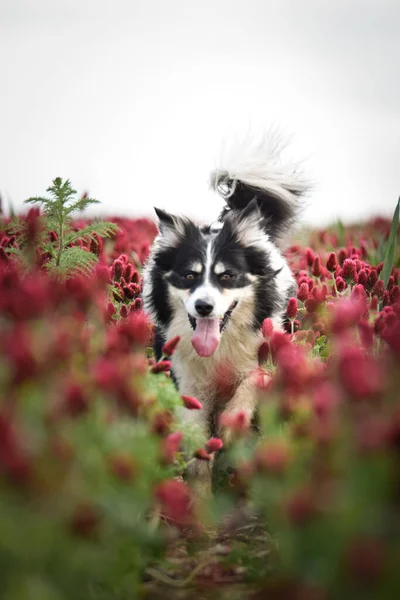 Border Collie Bíbor Lóherében Fut Olyan Vicces Arca Van Hogy — Stock Fotó