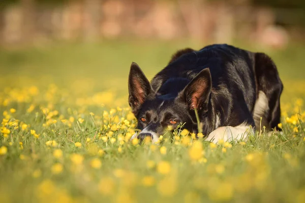 Σκύλος Είναι Ξαπλωμένος Στο Γρασίδι Μέσα Στα Λουλούδια Είναι Τόσο — Φωτογραφία Αρχείου