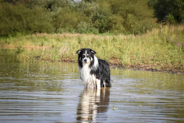 Border collie is standing in the water. He loves water and he jump for stick.