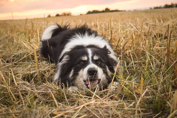 Dog Lying Grass She Happy Dog Trip — Fotografia de Stock