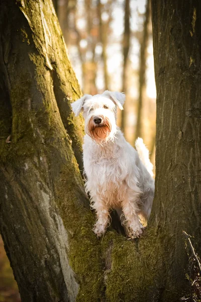 Schnauzer Siedzi Lesie Jest Jesienny Portret — Zdjęcie stockowe