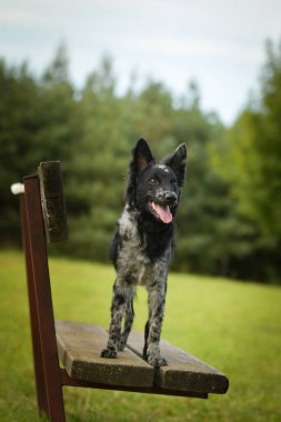 Mudi is standing on bench. Dog is in city center in Prague.