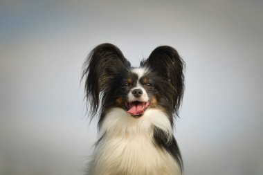 Papillon bankta yatıyor. Köpek Prag 'da şehir merkezinde..