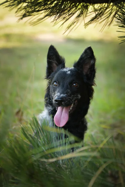 Портрет Собачьего Щенка Муди Такая Милая Собака — стоковое фото
