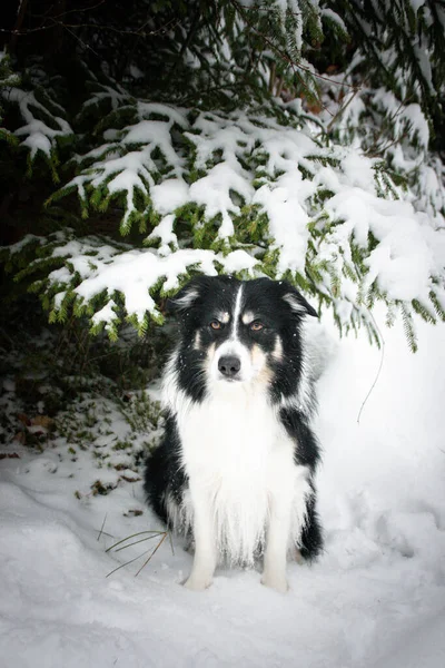 Tricolor Border Collie Sitting Snow Fluffy Dog — Foto de Stock