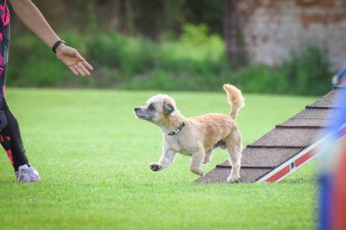 Çeviklik dengesinde bir köpek. Czech çeviklik yarışmasında harika bir gün. Ortanca uzmanlar. Anlamı A2..