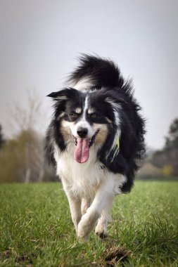 Border collie sahada koşuyor. Dışarıda çok komik..