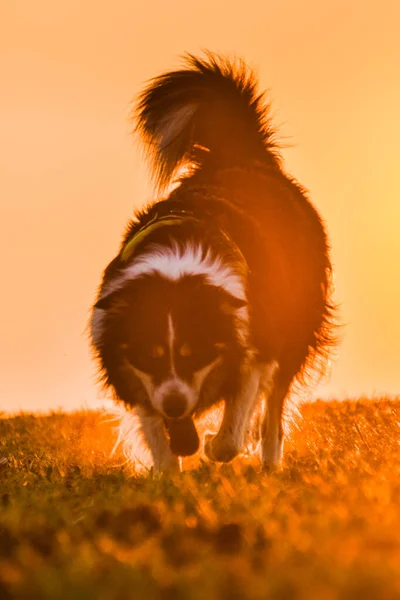 Border Collie Running Sunset Amazing Walk Sun Amazing Evening Sun — Stockfoto