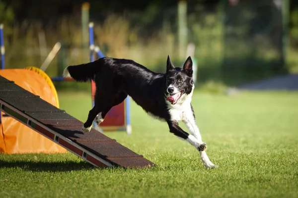 Border Collie Viga Equilibrio Agilidad Increíble Día Competencia Agilidad Checa —  Fotos de Stock