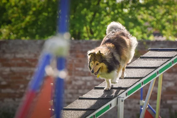 Sheltie in agility balance beam. Amazing day on Czech agility competition. They are middle expert it means A2.