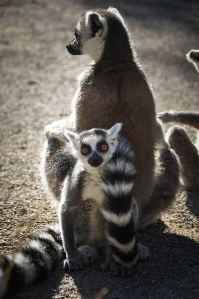Lemur Kata Está Comiendo Poco Hierba Que Encontró Suelo — Foto de Stock