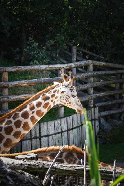 Ангольський Жираф Giraffa Camelopardalis Angolensis Також Відомий Намібійський Жираф Зоопарк — стокове фото