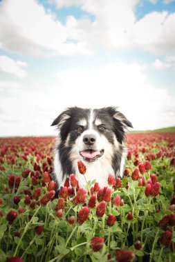 Border Collie, Crimson Clover 'da duruyor. Çok komik bir yüzü var, gülümsüyor.