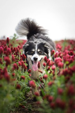 Sınır çobanı kırmızı yoncayla koşuyor. Çok komik bir yüzü var, gülümsüyor.