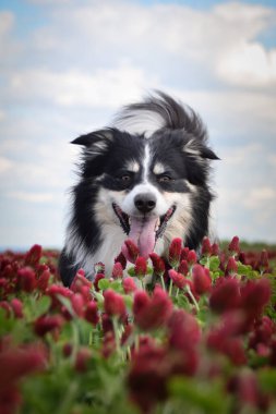 Sınır çobanı kırmızı yoncayla koşuyor. Çok komik bir yüzü var, gülümsüyor.