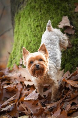 Yorkshire ormanda duruyor. Sonbahar portresi..