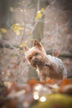 Yorkshire ormanda duruyor. Sonbahar portresi..