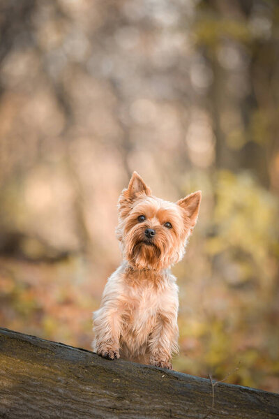 Yorkshire is standing in the forest. It is autumn portret.