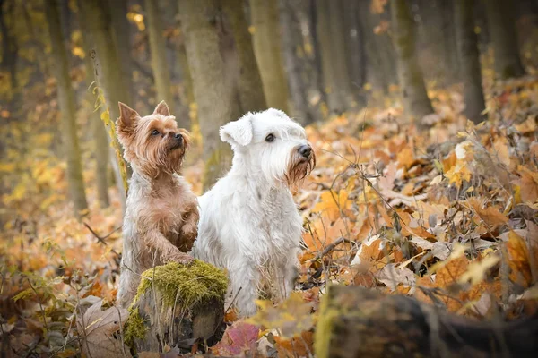 Honden Zitten Het Bos Het Herfst Portret — Stockfoto