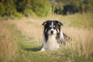border collie is laying in the field in the nature, in mountain in czech republic. She is very happy.