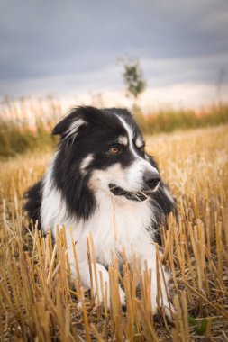 border collie is laying in the field in the nature, in mountain in czech republic. She is very happy.
