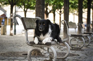 Sınır çobanı bankta yatıyor. Köpek Prag 'da şehir merkezinde..