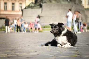 Border collie is laying in city center. She is in center of Prague. She is so patient model.