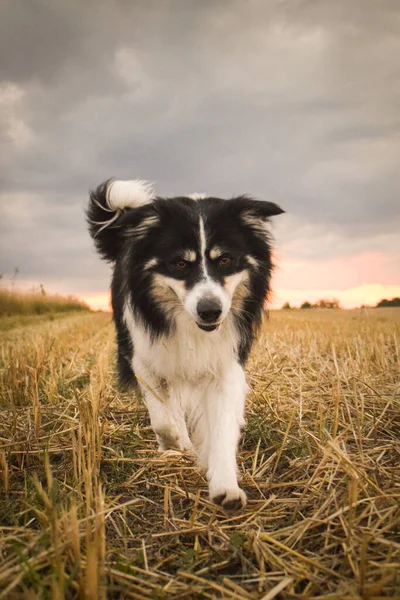 Fronteira Collie Está Indo Campo Natureza Montanha República Checa Ela — Fotografia de Stock