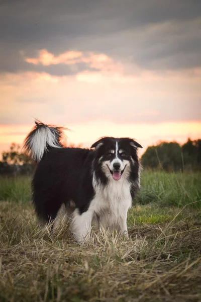 Border Collie Ist Auf Dem Feld Der Natur Berg Der — Stockfoto